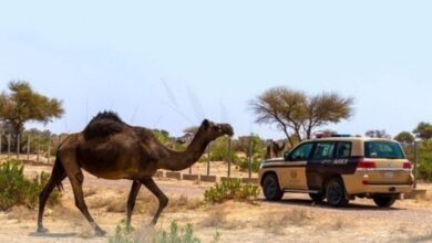 ضبط مخالف لارتكابه مخالفة رعي في محمية الإمام عبدالعزيز بن محمد الملكية