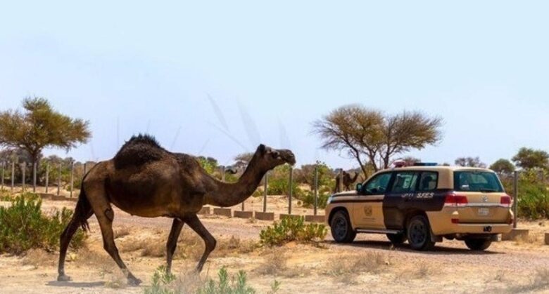 ضبط مخالف لارتكابه مخالفة رعي في محمية الإمام عبدالعزيز بن محمد الملكية