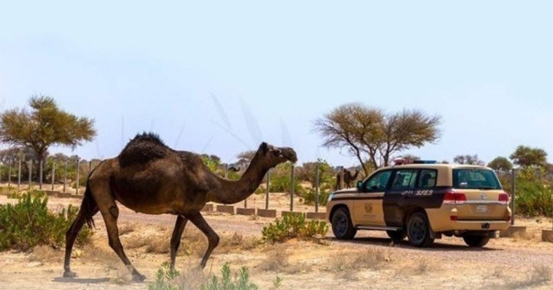 ضبط مخالف لارتكابه مخالفة رعي في محمية الإمام عبدالعزيز بن محمد الملكية