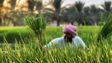 "معك دائمًا" تطبيق ذكي شامل من "البيئة" لدعم المزارعين وإرشادهم