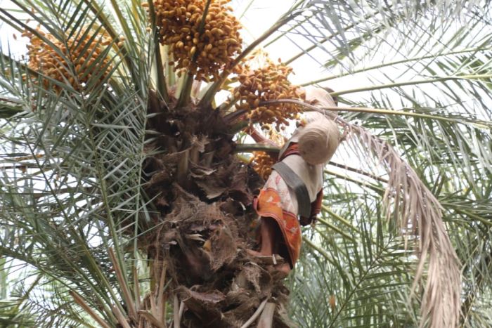 الخوخة تفقد ثلثي نخيلها وإنتاج "مناصف" تهامة يتراجع بفعل حرب الحوثي