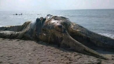 نفوق حوت ضخم إثر انفجار لغم بحري حوثي قبالة سواحل الحديدة