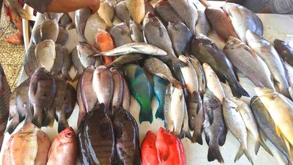 اخبار-حضرموت-|-أسعار-الأسماك-والدجاج-الطازج-في-سيئون-–-الأثنين-22-سبتمبر-2025