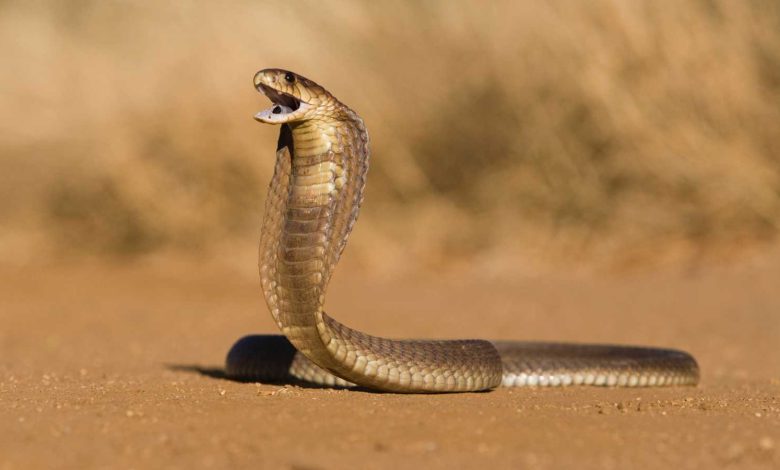 عودة Avatar: Fire and Ash..  مغامرة جديدة في عالم