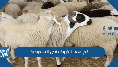 كم سعر الخروف في السعودية 2025