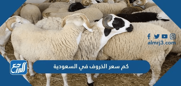 كم سعر الخروف في السعودية 2025