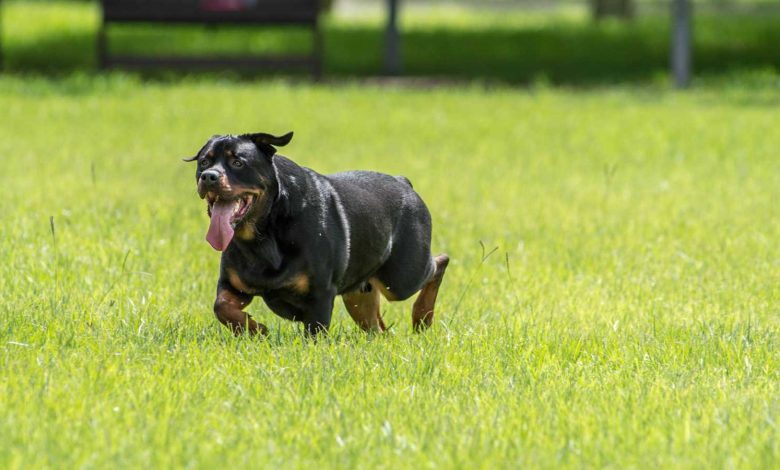 رغم توقف برنامجها مؤقتًا.. ميغان ماركل مرشحة لجائزة