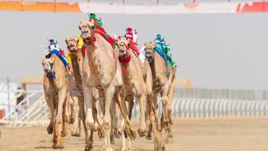 مهرجان ولي العهد للهجن