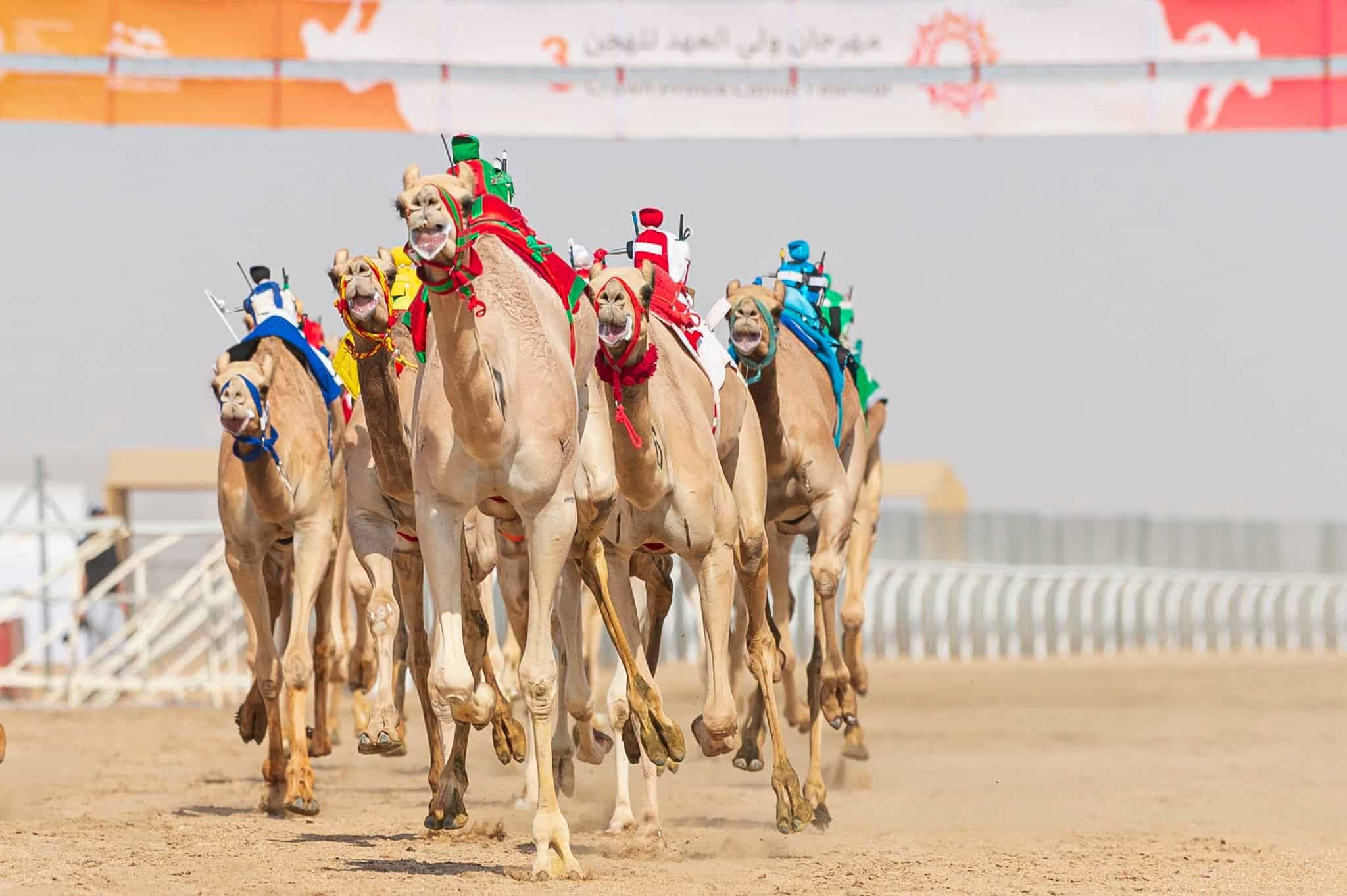 مهرجان ولي العهد للهجن