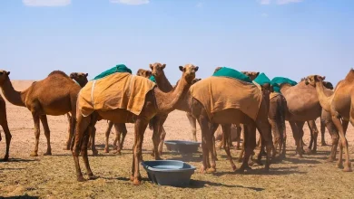 منع الرعي داخل حدود محمية الملك عبدالعزيز الملكية