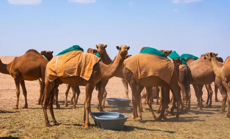 منع الرعي داخل حدود محمية الملك عبدالعزيز الملكية