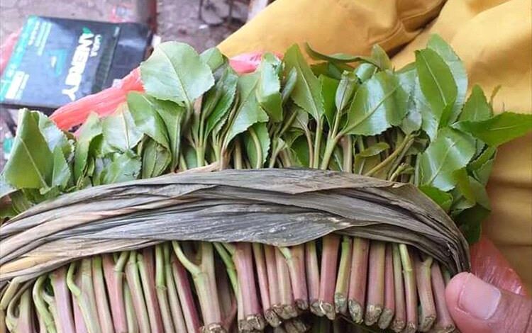 محافظة عدن.. إغلاق محلات القات في إنماء والتسعين والخمسين