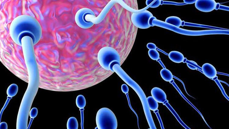 الخلایا الجذعیة لعلاج العقم عند النساء – استعادة للمبیض والأمل في الحمل