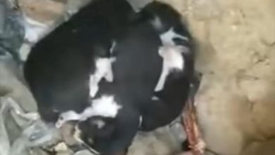 قيادي حوثي بارز يقتل زوجته ويقطع جثتها في ريمة