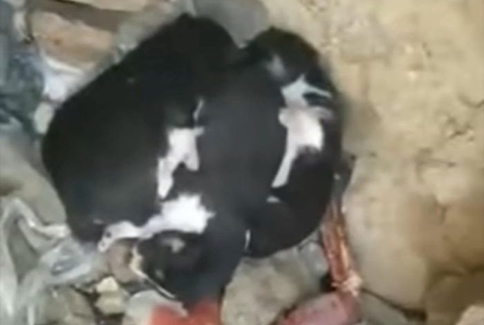 قيادي حوثي بارز يقتل زوجته ويقطع جثتها في ريمة