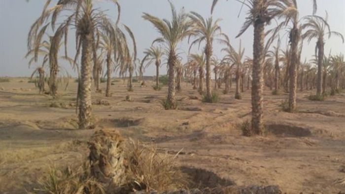 مليشيا الحوثي تجبر مزارعي الدريهمي على تسيير ثالث قافلة تمور خلال شهر