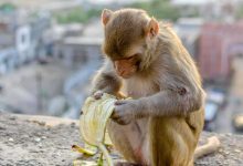 إزالة تمثال عالم لغة عربية تثير جدلا في العراق (فيديو)