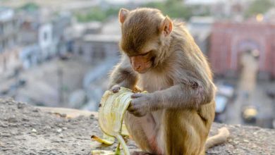 إزالة تمثال عالم لغة عربية تثير جدلا في العراق (فيديو)