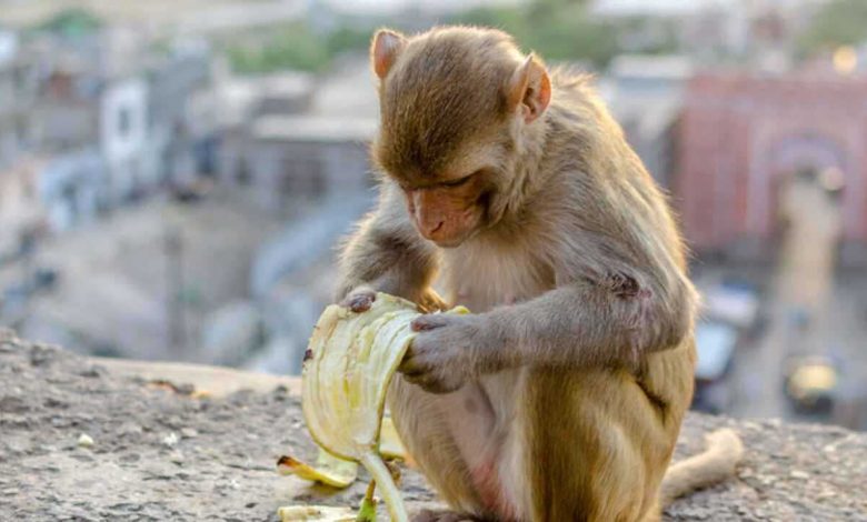 إزالة تمثال عالم لغة عربية تثير جدلا في العراق (فيديو)