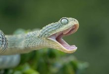 مصرع 84 بلدغات الأفاعي في بنغلاديش.. والسكان يعيشون "كابوسًا"