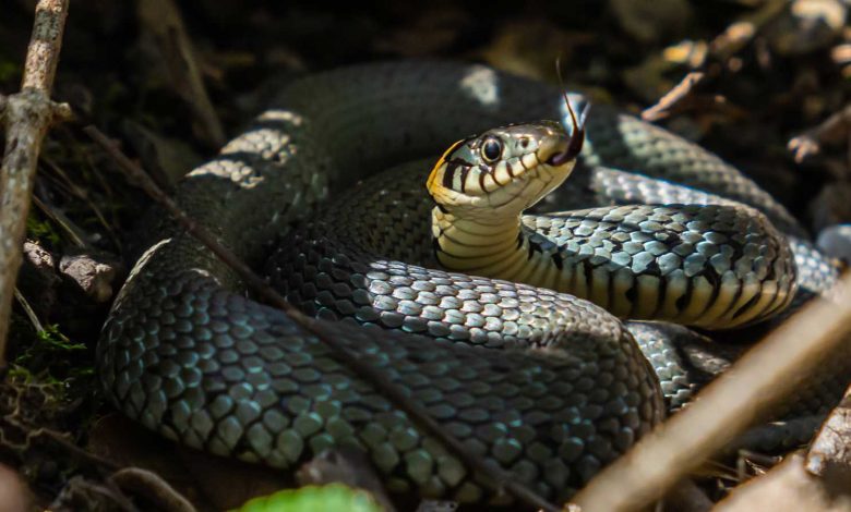 صبري فواز يرد على اتهام
