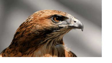 القصة المأساوية وراء أشهر الصور في العالم.. مشهد نسر يتربص بطفل جائع حتى الموت