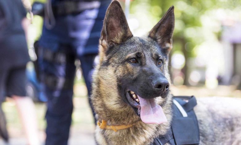 روائح يومية قد تجذب الثعابين إلى منزلك