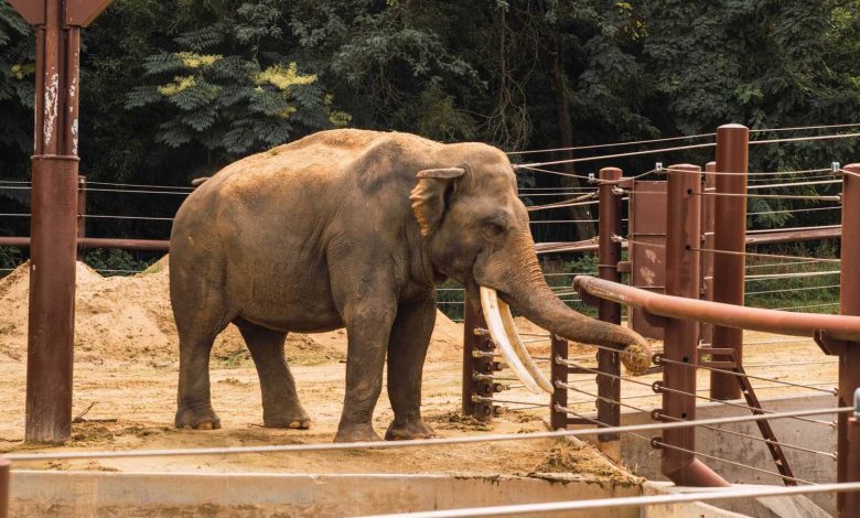 مؤثر يواجه اتهامات خطيرة بعد اقتحامه حظيرة فيل (فيديو)
