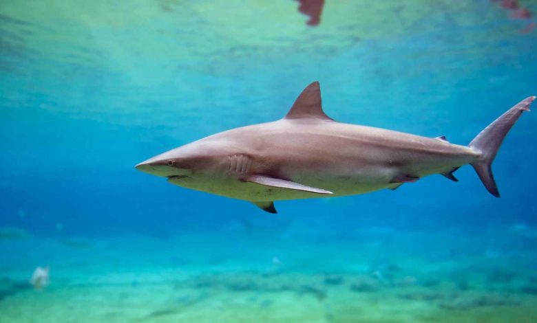 ناقدة فنية تشيد بعودة محمد سلام الفنية وتنصحه: