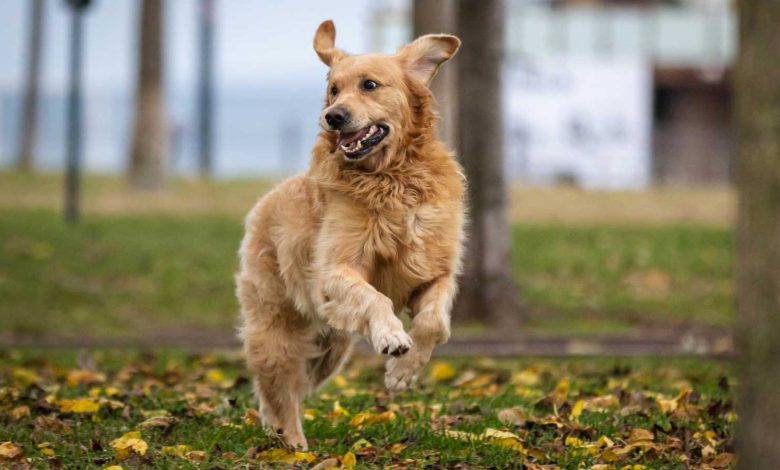 إخراج أفعى بطول 5 أمتار من مسبح مليء بالسياح في البرازيل (فيديو)