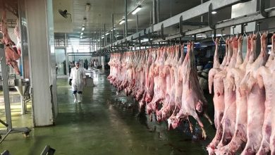 الحدود الشمالية تطلق حملة رقابية مكثفة تشمل 36 مسلخًا وسوقًا