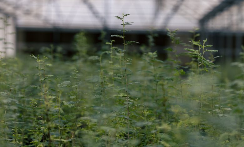 "الغطاء النباتي" يوفّر 84 ألف شتلة لزراعة محمية الإمام عبدالعزيز بن محمد الملكية