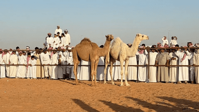 بمبيعات تجاوزت 11 مليون ريال.. مزاد حائل للإبل يختتم فعالياته