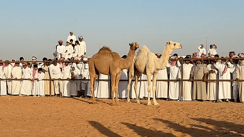 بمبيعات تجاوزت 11 مليون ريال.. مزاد حائل للإبل يختتم فعالياته