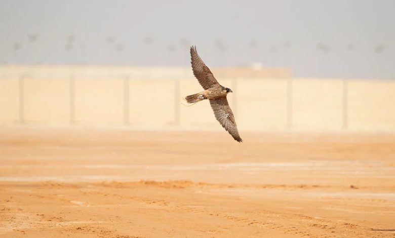 كأس العلا للصقور