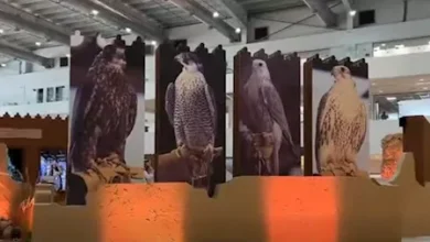 لأول مرة.. الطيور المنغولية حاضرة في معرض الصقور والصيد السعودي والأسعار بلغت 450 ألف ريال