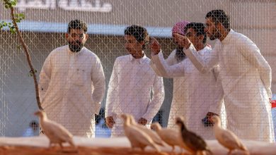 معرض الصقور والصيد السعودي الدولي 2025 يطلق منطقة "السفاري" للتعريف بالحيوانات المهددة بالانقراض
