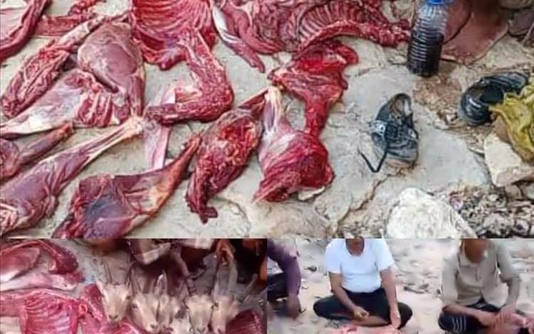 مجزرة بيئية تهز حضرموت وشبوة.. بلاغ رسمي واستنكار واسع بعد ذبح الوعول النادرة في الجبال