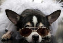 هل تساءلت يوماً كيف ترانا الحيوانات؟