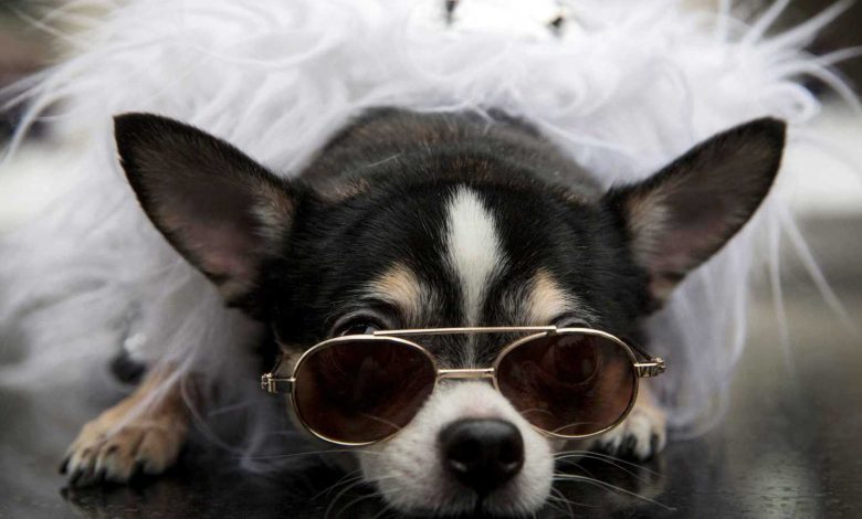 هل تساءلت يوماً كيف ترانا الحيوانات؟