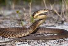 يرقد بغرفة العناية المركزة.. محمد صبحي