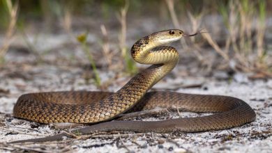 يرقد بغرفة العناية المركزة.. محمد صبحي