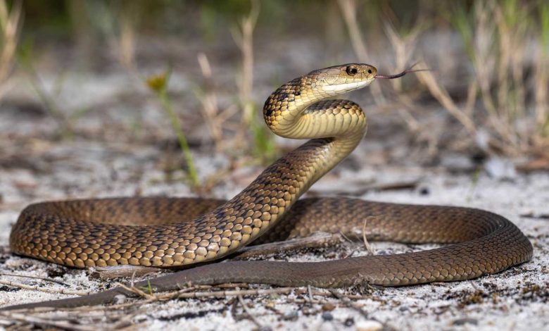 يرقد بغرفة العناية المركزة.. محمد صبحي