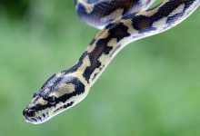 غواصة تنجو من فكي حوت ضخم في اللحظة الأخيرة (فيديو)