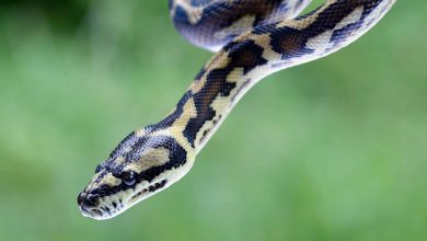 غواصة تنجو من فكي حوت ضخم في اللحظة الأخيرة (فيديو)