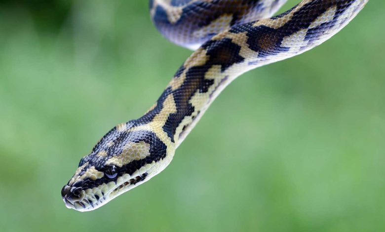 غواصة تنجو من فكي حوت ضخم في اللحظة الأخيرة (فيديو)