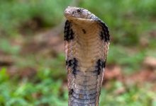 لحظة بطولية.. سائق حافلة ينقذ راكباً مسناً فقد وعيه (فيديو)