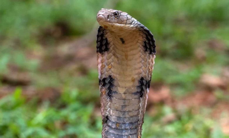 لحظة بطولية.. سائق حافلة ينقذ راكباً مسناً فقد وعيه (فيديو)