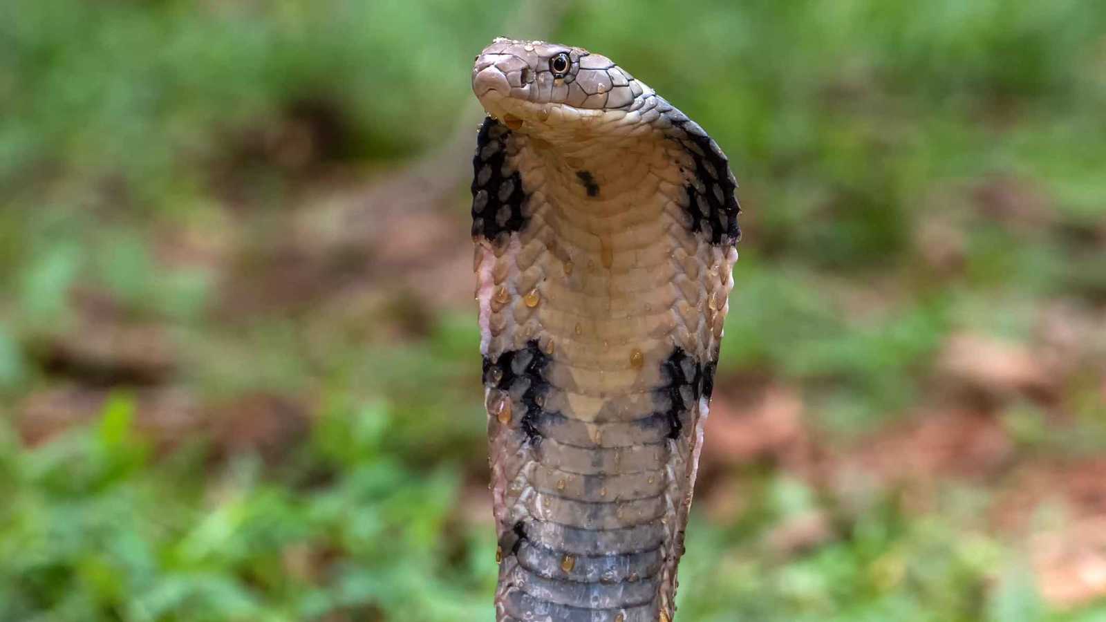 لحظة بطولية.. سائق حافلة ينقذ راكباً مسناً فقد وعيه (فيديو)
