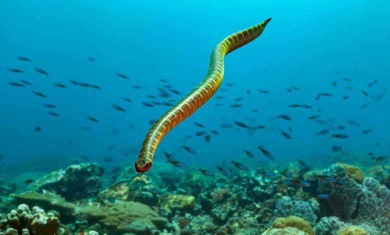 أول غواصة في تاريخ كوريا الجنوبية تخرج من الخدمة (فيديو)